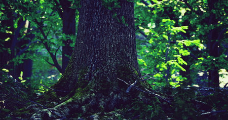A large tree trunk stands proudly in a vibrant forest. Sunlight filters through the leaves, creating a serene atmosphere filled with rich shades of green and earthy textures.の写真素材