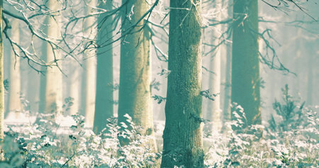 A tranquil forest emerges in winter, with tall trees standing majestically. Soft snow blankets the...