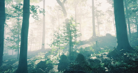 Sunlight beams penetrate the dense foliage of a tranquil forest, creating an ethereal atmosphere. Mist lingers among the trees, enhancing the peaceful environment in the morning light.の写真素材