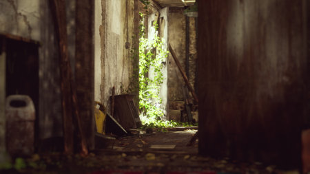 Warm sunlight streams through a forgotten corridor, illuminating the walls covered in peeling paint and tangled green vines that thrive amidst the decay. Natures beauty reclaims the space.の写真素材