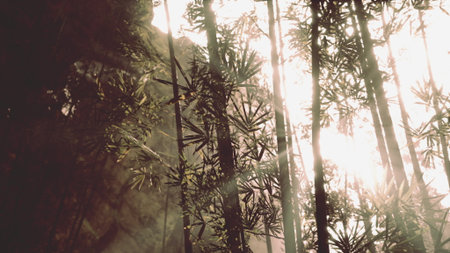 Sunlight glimmers through tall bamboo stalks, casting delicate shadows on the forest floor. The tranquil atmosphere evokes a sense of peace and harmony with nature.の写真素材