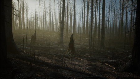 This haunting scene reveals a forest recovering from a fire, with charred stumps standing among the hazy, muted atmosphere. Soft light filters through the remaining trees, highlighting the silence.の写真素材
