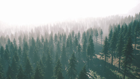Tall evergreen trees stretch across the landscape in a lush forest. A gentle mist envelopes the...