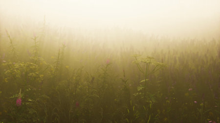 Early morning light breaks through a thick fog, revealing silhouettes of wildflowers swaying gently in a peaceful field. Natures quiet beauty inspires calm and reflection.の写真素材