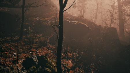 Golden light filters through the dense trees in a tranquil forest. Soft fog clings to the ground, revealing moss covered rocks and fallen leaves, creating a serene and peaceful atmosphere.の写真素材