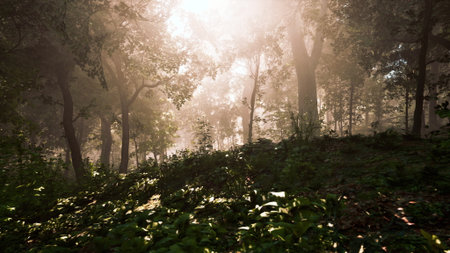 Gentle sunlight streams through a lush green forest, creating a dreamy and tranquil atmosphere. The scene captures the beauty of nature at dawn with soft shadows and vibrant foliage.の写真素材