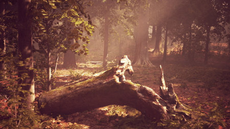 In a peaceful forest, golden sunlight spills through the tree branches creating a magical atmosphere. A large fallen log adds natural beauty along the winding path surrounded by lush greenery.の写真素材