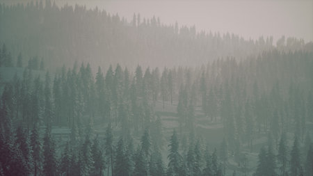 Soft fog blankets a tranquil mountain forest at dawn, casting a dreamy atmosphere over the tall evergreen trees. The scene evokes a sense of calm and isolation in nature.の写真素材