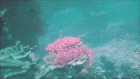 Beneath the waves, a stunning coral reef showcases bright pink corals surrounded by small fish. Sunlight filters through the water, creating a magical underwater scene filled with life.の写真素材