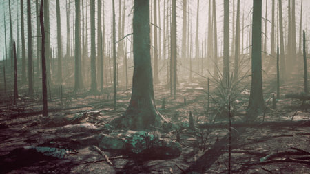 Charred trees stand tall in a burned forest, casting long shadows on the ground. The sun filters through the smoke, highlighting the devastation left behind by wildfires.の写真素材