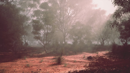 Morning light filters through a misty forest, creating an ethereal glow. Trees stand tall, with shadows stretching across the reddish brown earth, offering a tranquil setting for nature lovers.の写真素材