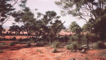 In this serene scene of the Australian Outback, tufts of green grass contrast against the reddish earth. Tall trees stand under a gentle sky, creating a peaceful oasis in a dry environment.の写真素材