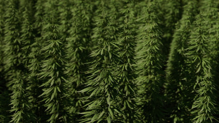 Dense rows of vibrant cannabis plants stretch across the field, basking in warm sunlight. The leaves glisten, creating a sea of green under a clear blue sky.の写真素材