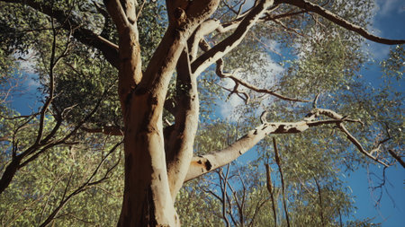 Tall trees tower upward, their branches stretching into a clear blue sky. Sunlight filters through...