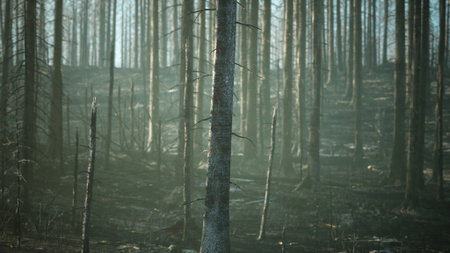 Charred trees stand tall in a misty forest, showing signs of new growth amid the remnants of a past...