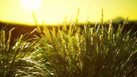 In the warm glow of sunset, tall grass sways gently in the breeze. The golden rays create a peaceful...