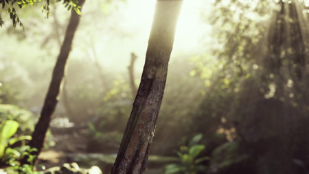 Golden beams of sunlight pour through the leaves of towering trees, casting a warm glow on the lush greenery. A peaceful stream flows gently nearby, creating a tranquil atmosphere.の写真素材