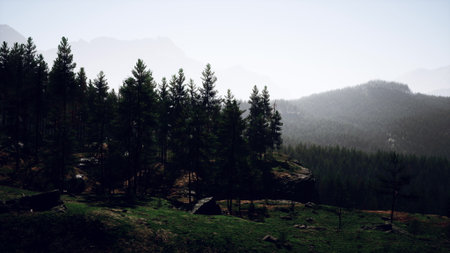 Early morning reveals a tranquil scene of rolling mountains shrouded in mist. Thick pines stand tall against a backdrop of lush green hills, creating a peaceful and serene atmosphere.の写真素材