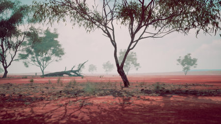 In a serene setting, lush gum trees stand tall against a vast red landscape. The sky is covered with delicate clouds, creating a tranquil atmosphere during dusk.の写真素材