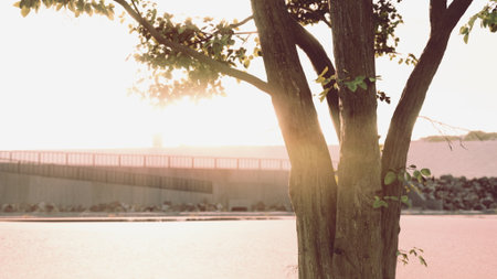 Warm sunlight spills over a peaceful park scene, illuminating tall trees. A gentle breeze stirs the...