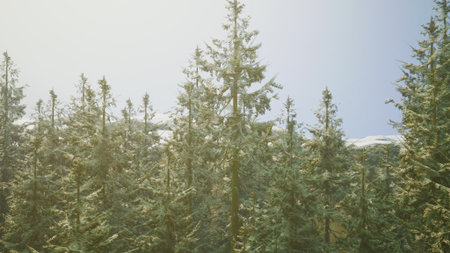 Lush green pine trees stretch high towards the sky, basking in sunlight. A serene atmosphere surrounds the peaceful forest, inviting exploration. Mountain peaks peek through the foliage.の写真素材
