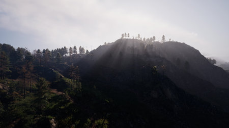 Morning light gently filters through trees on a serene mountain. Shadows dance on the ground, creating a peaceful, quiet scene. Nature awakens with a sense of tranquility.の写真素材