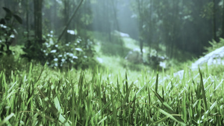 Sunlight streams through tall trees, illuminating vibrant green grass in a serene forest. Nature is alive with soft sounds, creating a peaceful atmosphere in this tranquil setting.の写真素材