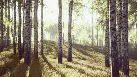 Golden light streams between tall birch trees, casting soft shadows on a lush, green forest floor. A tranquil atmosphere invites peaceful moments among natures beauty.の写真素材