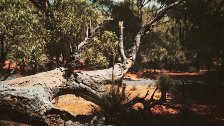 A large, weathered tree trunk sprawls across the ground, surrounded by lush greenery and earthy...