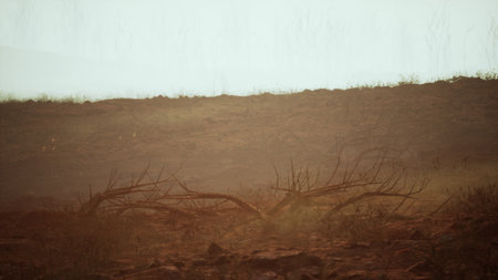 Burnt earth and scorched trees tell the story of a recent fire. Dust hangs in the air, capturing the...