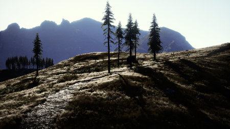 Golden light bathes a peaceful landscape where tall pine trees stand against a backdrop of...