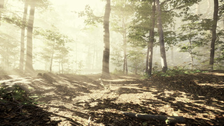 Sunlight streams through a dense forest as morning breaks. The golden rays illuminate the rich foliage and forest floor, creating a peaceful and magical atmosphere.の写真素材