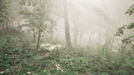 Soft mist blankets the lush greenery in a serene forest. Tall trees stand majestically as sunlight filters through leaves, creating a peaceful and enchanting atmosphere at dawn.の写真素材
