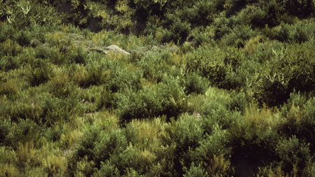 Sunlight bathes a dense, green landscape filled with various plants and shrubs. The scene showcases natures beauty, with textures and colors creating a serene atmosphere.の写真素材