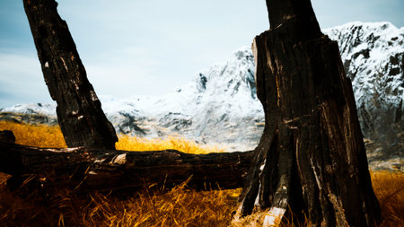 Snow capped mountains tower in the distance, framed by the remains of burnt trees. Golden grass sways gently in the foreground, capturing the beauty of natures resilience.の写真素材