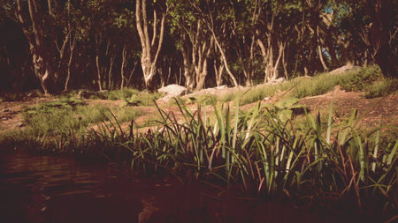 Tall grass grows by a calm river, reflecting the beauty of surrounding trees. Sunlight filters through the leaves, creating a peaceful atmosphere in the forest.の写真素材