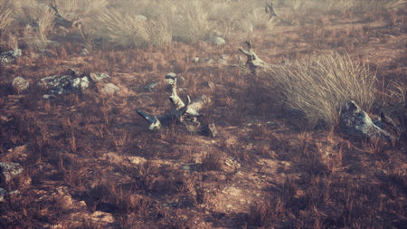 In a vast desert landscape, dry grass sways gently while rocks rise from the dusty earth. The fading light casts a warm glow, creating a serene and quiet atmosphere in the wilderness.の写真素材