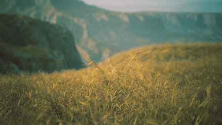 Golden wheat sways gently in the breeze, filling the valley with warmth. A stunning view of rugged cliffs rises in the background, bathed in soft morning light.の写真素材