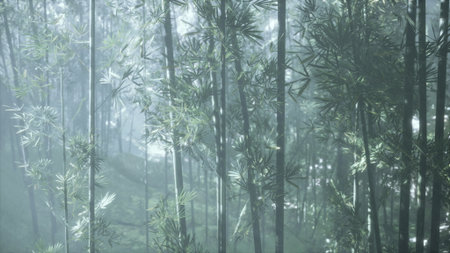 Tall bamboo stalks rise high amidst a soft, mystical fog that fills the air. Sunlight breaks through the leaves, creating an enchanting landscape full of peace and natures beauty.の写真素材