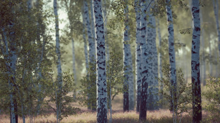Tall birch trees create a tranquil setting in a lush forest. Soft sunlight filters through the leaves, casting gentle shadows on the ground. Natures beauty surrounds all who wander here.の写真素材
