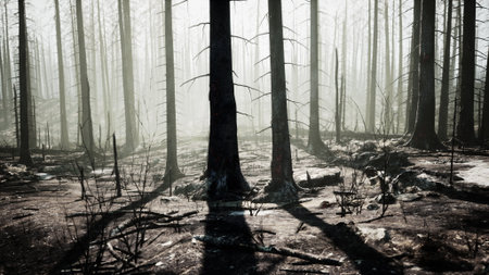 In the early morning light, a burned forest stands silent and haunting. Tall, charred trees reach...