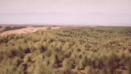 Vast fields of tall, golden grass stretch across the landscape, gently swaying in the soft breeze. In the distance, faint mountain silhouettes appear, set against a pastel sky at dusk.の写真素材