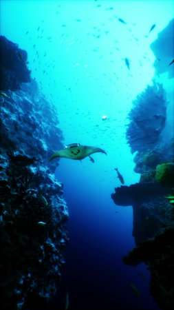 In a vibrant underwater canyon, a graceful manta ray glides effortlessly through blue waters....
