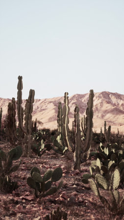 A stunning desert scene showcases various cacti standing proudly against a backdrop of gentle mountain slopes under a clear sky. Natures beauty radiates in this arid environment.の写真素材