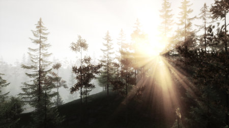 Morning breaks over a tranquil forest, with soft sunlight streaming through tall trees, creating a mystical atmosphere. The mist adds an enchanting touch to the scene of nature awakening.の写真素材