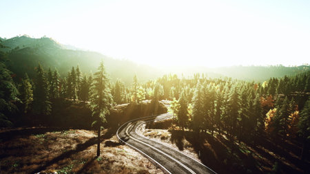 Sunrise casts a warm glow over a winding road that cuts through a dense forest. Tall trees surround the path, creating a serene atmosphere and inviting exploration of natures beauty.の写真素材