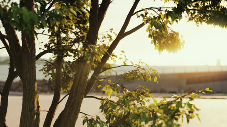 Gentle sunlight shines through vibrant green leaves, casting warm hues on the riverbank. The scene captures the tranquility of nature during a serene sunset by the water.の写真素材