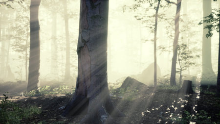 Sunlight streams through a misty forest, illuminating tall trees and soft green foliage. The...