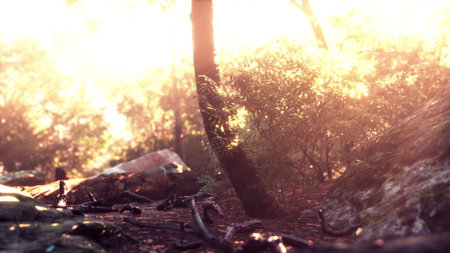 Soft golden sunlight spills through the trees, casting a warm glow over a serene forest floor. The vibrant greenery and earthy tones create a peaceful atmosphere inviting exploration.の写真素材