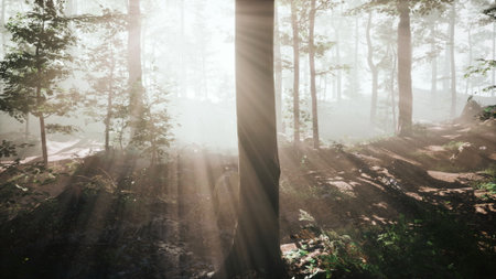 Morning sunlight breaks through the misty trees, casting soft beams on the forest floor. Lush green plants surround the tall trunks, creating a peaceful and serene atmosphere.の写真素材